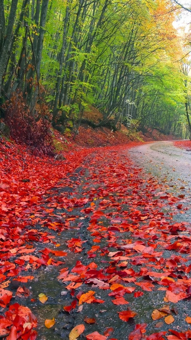 Rainy-Autumn-Forest-iphone-wallpaper-ilikewallpaper_com