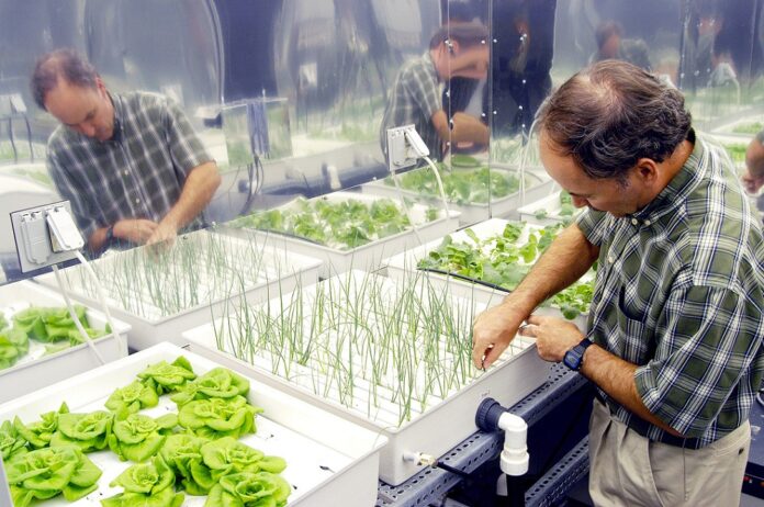 Hydroponic_onions,_NASA_--_17_June_2004