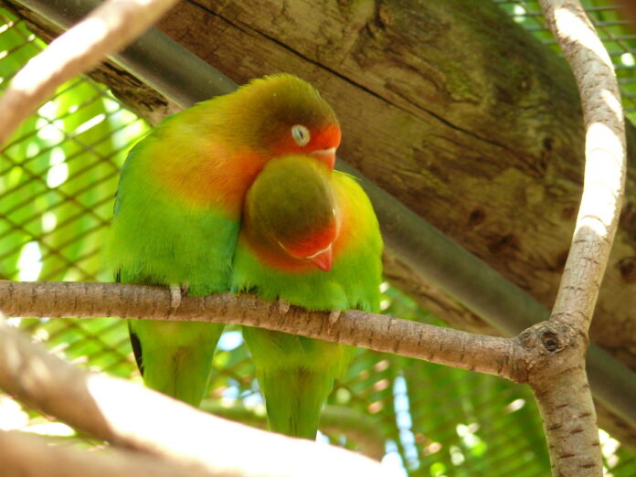 1200px-Agapornis_fischeri_-World_of_Birds-8a-81209d8f